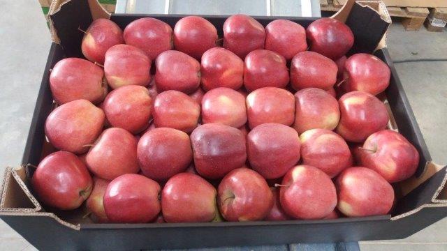 Prima 2000 äpplen-päron-plommon frukt grönsaker 13