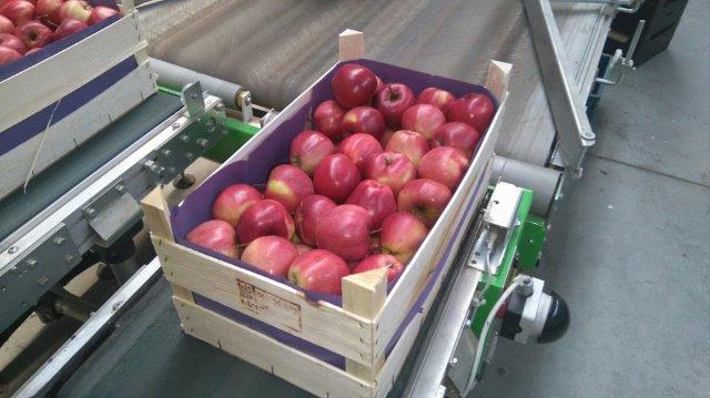 Prima 2000 äpplen-päron-plommon frukt grönsaker 14