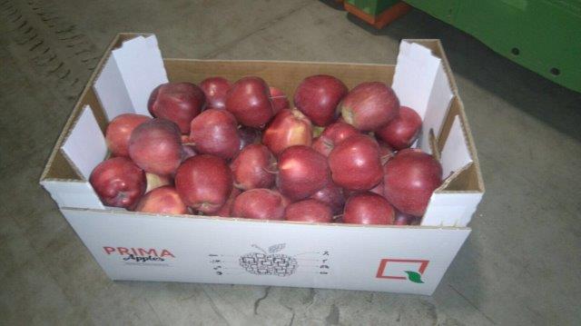 Prima 2000 äpplen-päron-plommon frukt grönsaker 15