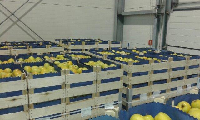 Prima 2000 äpplen-päron-plommon frukt grönsaker 14
