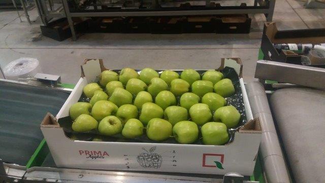 Prima 2000 äpplen-päron-plommon frukt grönsaker 16