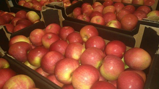 Prima 2000 äpplen-päron-plommon frukt grönsaker 09