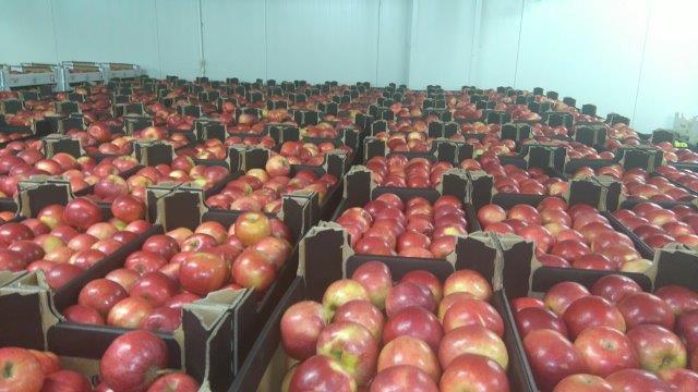 Prima 2000 äpplen-päron-plommon frukt grönsaker 10