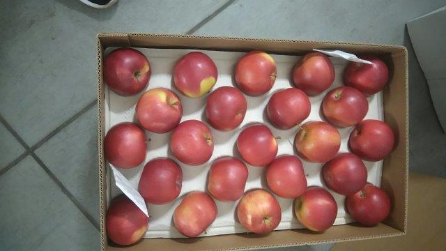 Prima 2000 äpplen-päron-plommon frukt grönsaker 11