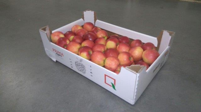 Prima 2000 äpplen-päron-plommon frukt grönsaker 08
