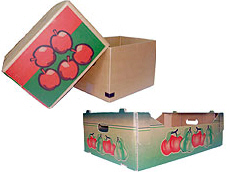 Prima 2000 äpplen-päron-plommon frukt grönsaker 14