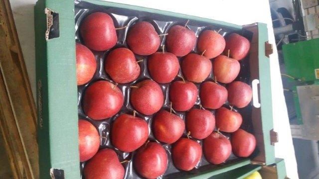 Prima 2000 äpplen-päron-plommon frukt grönsaker 03