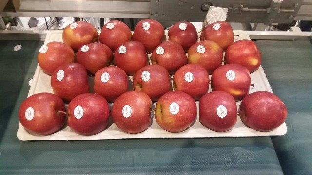 Prima 2000 äpplen-päron-plommon frukt grönsaker 04